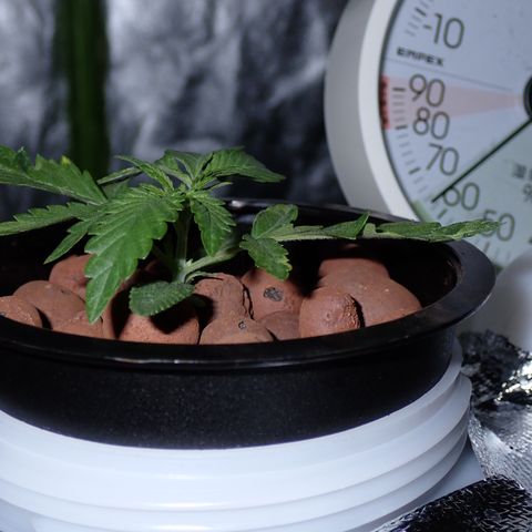 West Coast O.G. Auto growlog timeline photo