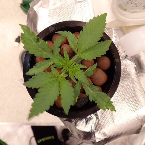 West Coast O.G. Auto growlog timeline photo