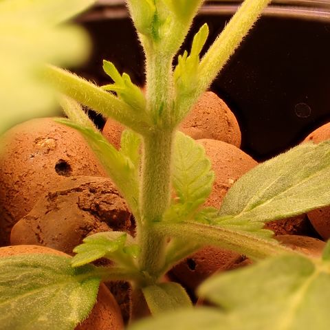 West Coast O.G. Auto growlog timeline photo