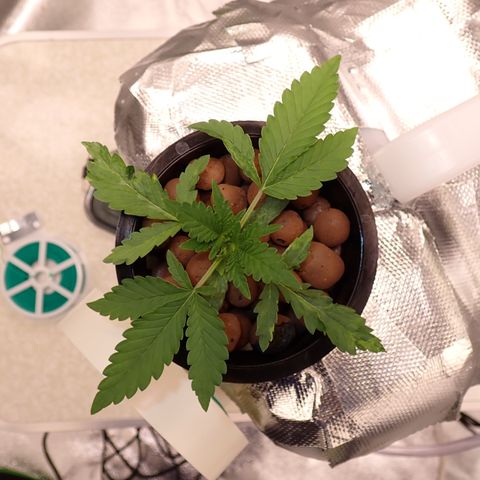West Coast O.G. Auto growlog timeline photo