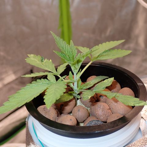 West Coast O.G. Auto growlog timeline photo