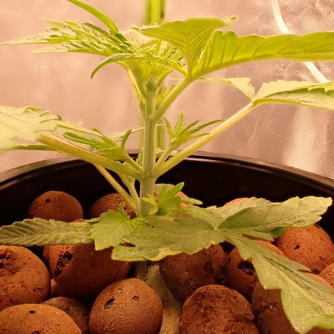 West Coast O.G. Auto growlog timeline photo