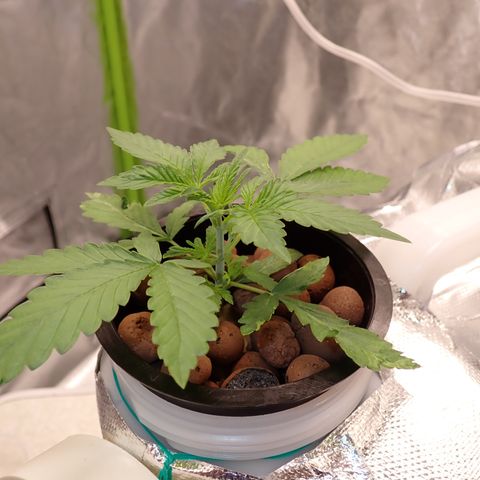 West Coast O.G. Auto growlog timeline photo