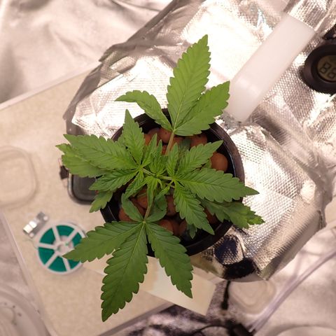West Coast O.G. Auto growlog timeline photo