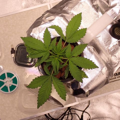 West Coast O.G. Auto growlog timeline photo