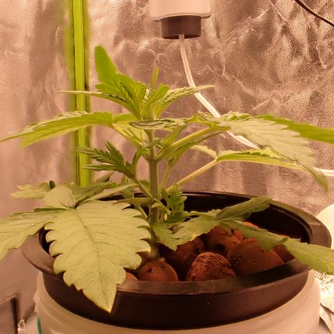 West Coast O.G. Auto growlog timeline photo