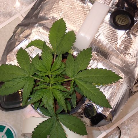 West Coast O.G. Auto growlog timeline photo