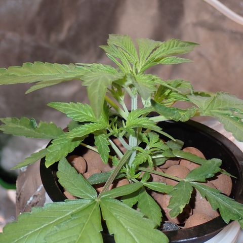 West Coast O.G. Auto growlog timeline photo