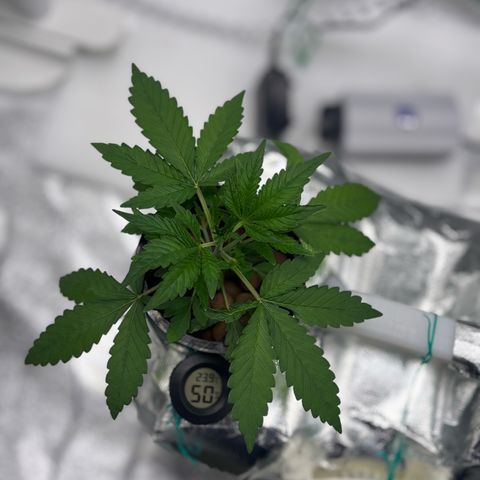 West Coast O.G. Auto growlog timeline photo