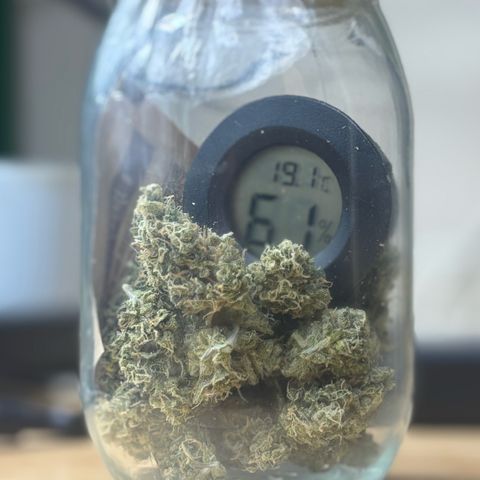 pineapple express auto(DWC) growlog timeline photo