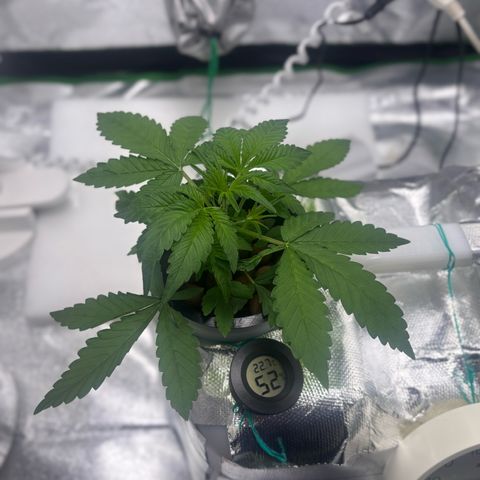 West Coast O.G. Auto growlog timeline photo