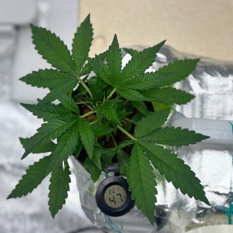 West Coast O.G. Auto growlog timeline photo