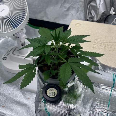 West Coast O.G. Auto growlog timeline photo