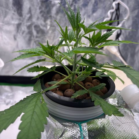 West Coast O.G. Auto growlog timeline photo