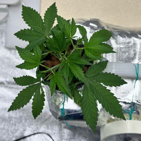 West Coast O.G. Auto growlog timeline photo
