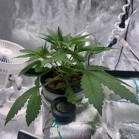West Coast O.G. Auto growlog timeline photo
