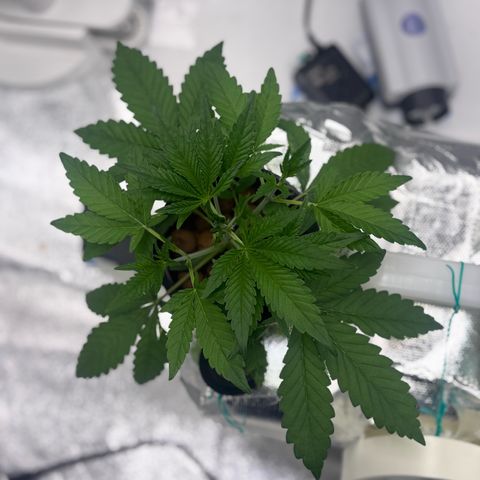 West Coast O.G. Auto growlog timeline photo