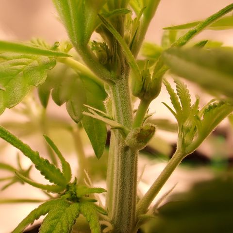 West Coast O.G. Auto growlog timeline photo