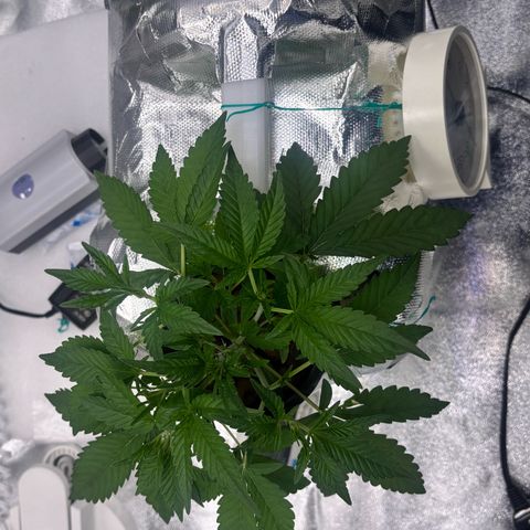 West Coast O.G. Auto growlog timeline photo