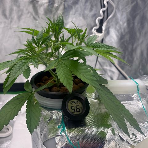 West Coast O.G. Auto growlog timeline photo