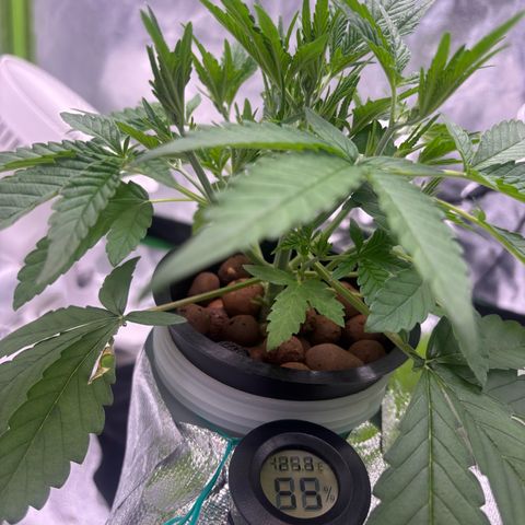 West Coast O.G. Auto growlog timeline photo