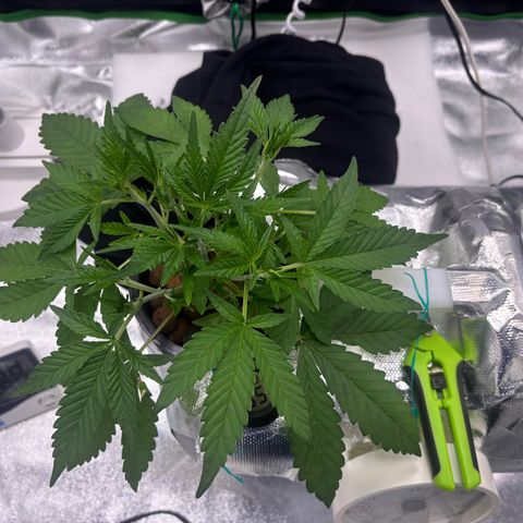 West Coast O.G. Auto growlog timeline photo