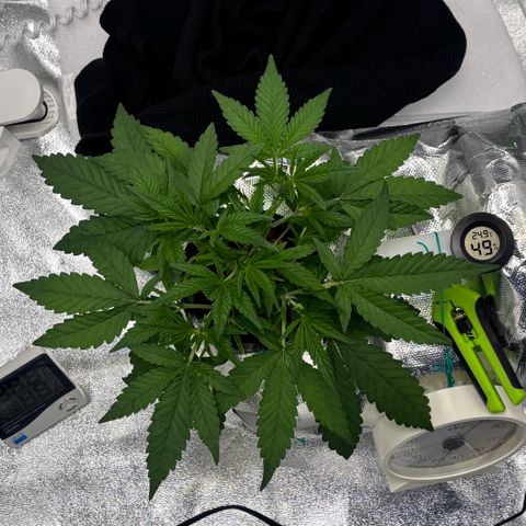 West Coast O.G. Auto growlog timeline photo