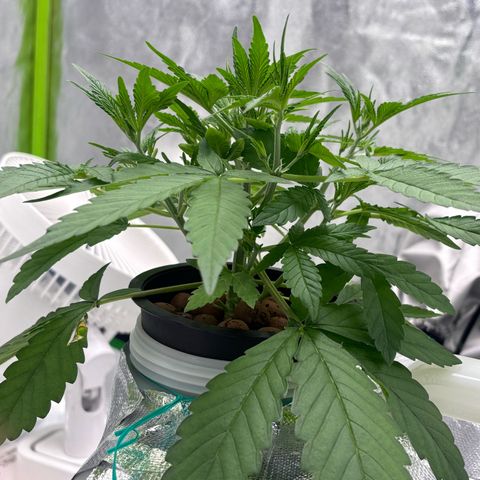 West Coast O.G. Auto growlog timeline photo