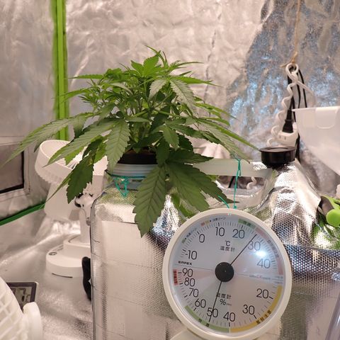 West Coast O.G. Auto growlog timeline photo