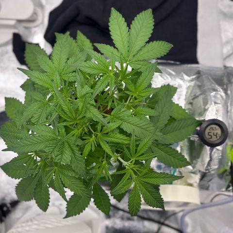 West Coast O.G. Auto growlog timeline photo