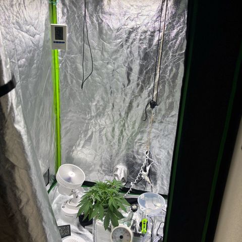 West Coast O.G. Auto growlog timeline photo