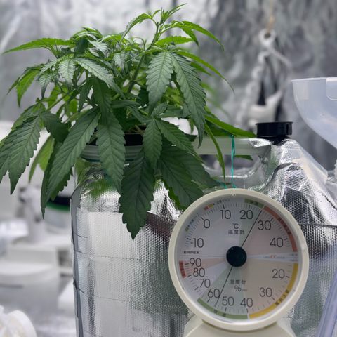 West Coast O.G. Auto growlog timeline photo