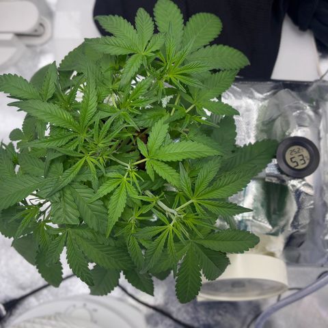 West Coast O.G. Auto growlog timeline photo