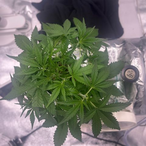 West Coast O.G. Auto growlog timeline photo