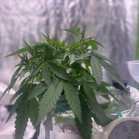 West Coast O.G. Auto growlog timeline photo
