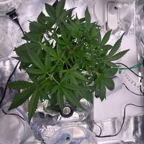 West Coast O.G. Auto growlog timeline photo