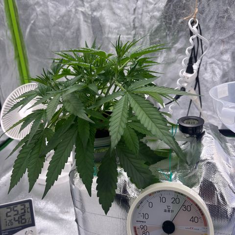 West Coast O.G. Auto growlog timeline photo