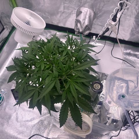 West Coast O.G. Auto growlog timeline photo
