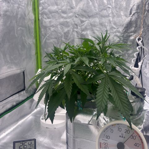 West Coast O.G. Auto growlog timeline photo