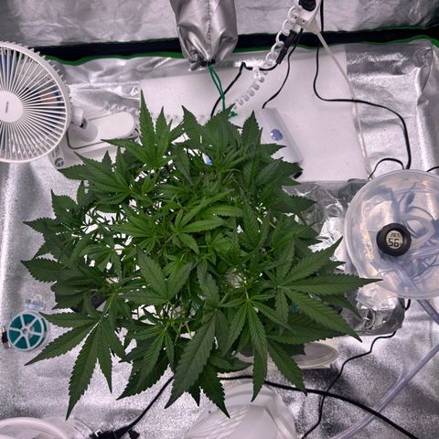 West Coast O.G. Auto growlog timeline photo