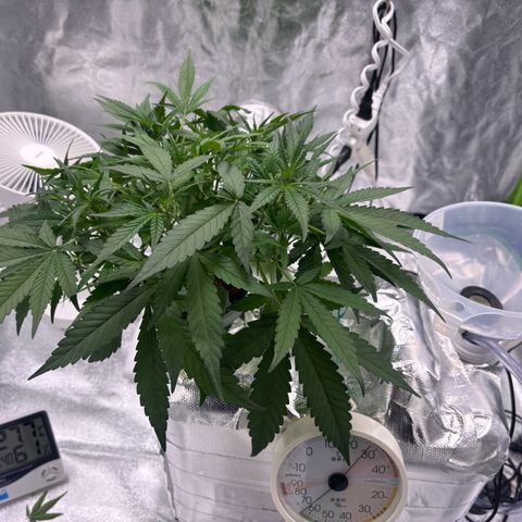 West Coast O.G. Auto growlog timeline photo