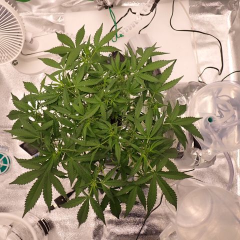 West Coast O.G. Auto growlog timeline photo