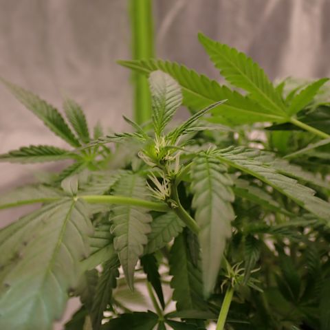 West Coast O.G. Auto growlog timeline photo