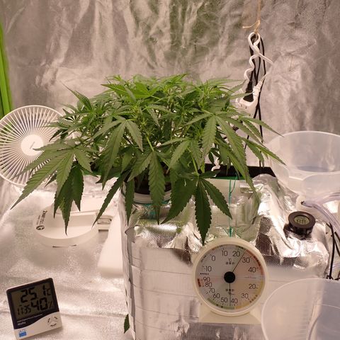 West Coast O.G. Auto growlog timeline photo