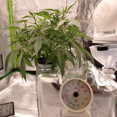 West Coast O.G. Auto growlog timeline photo