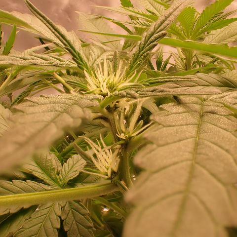 West Coast O.G. Auto growlog timeline photo