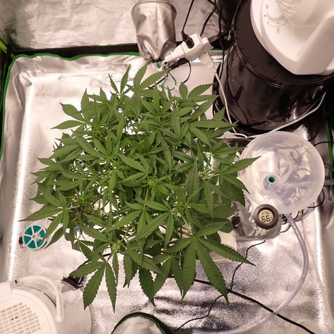 West Coast O.G. Auto growlog timeline photo