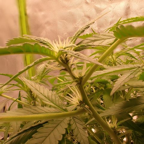 West Coast O.G. Auto growlog timeline photo