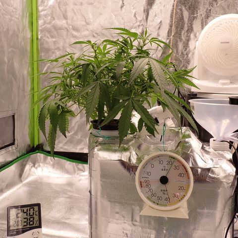 West Coast O.G. Auto growlog timeline photo