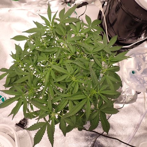 West Coast O.G. Auto growlog timeline photo